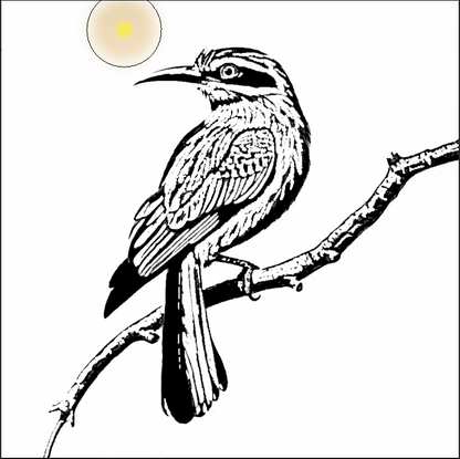 Bird Species Coloring Book